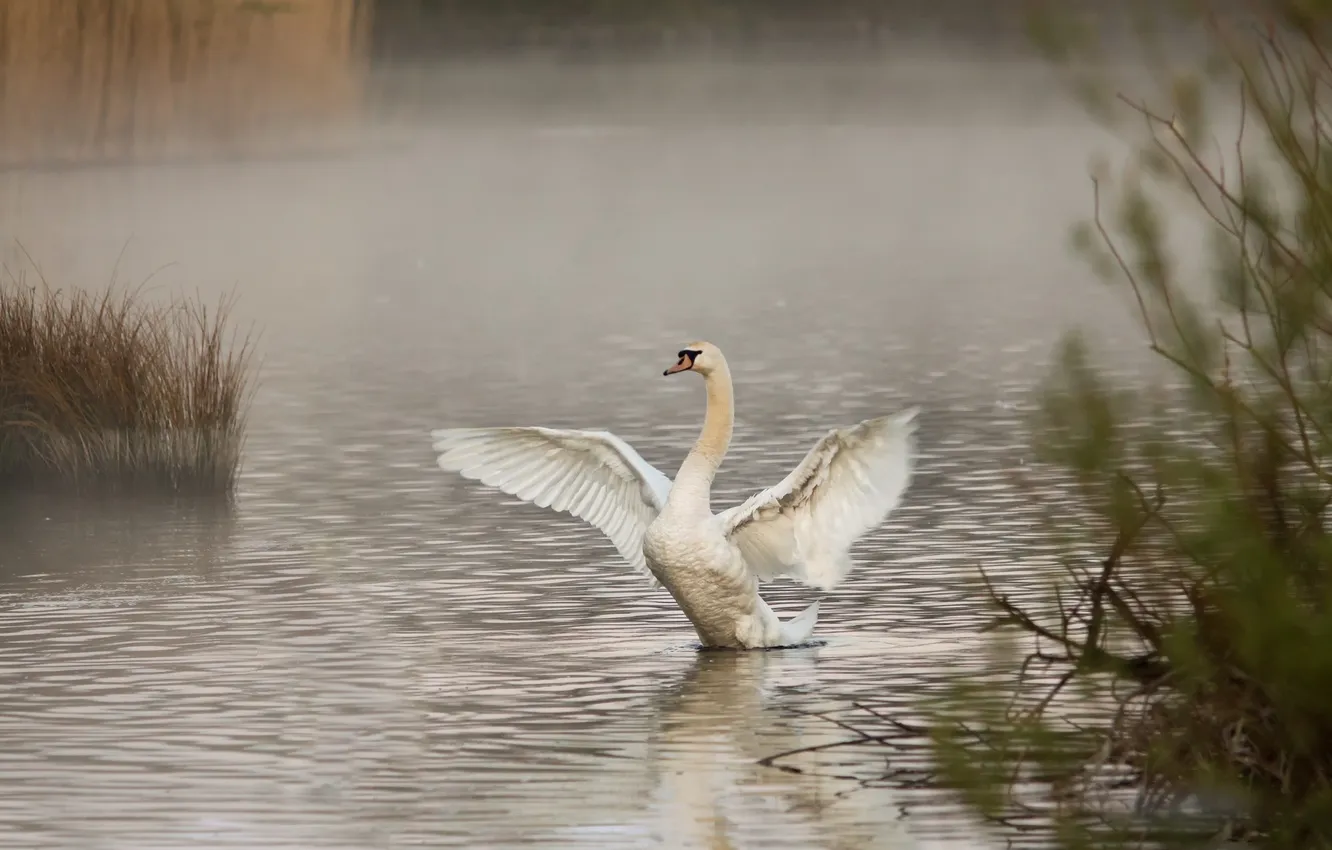 Photo wallpaper fog, lake, morning, swans