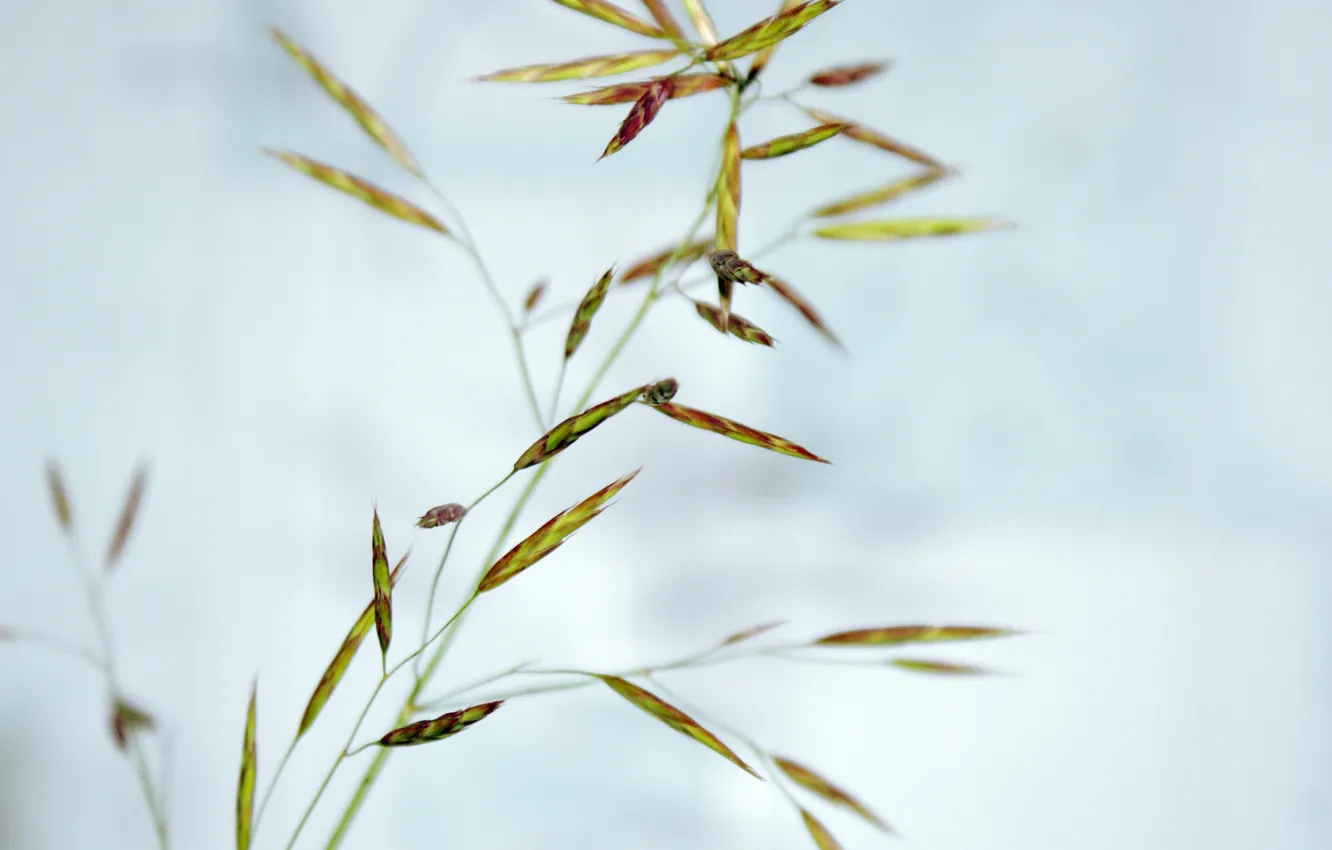 Photo wallpaper grass, flowers, background, blue, Nature