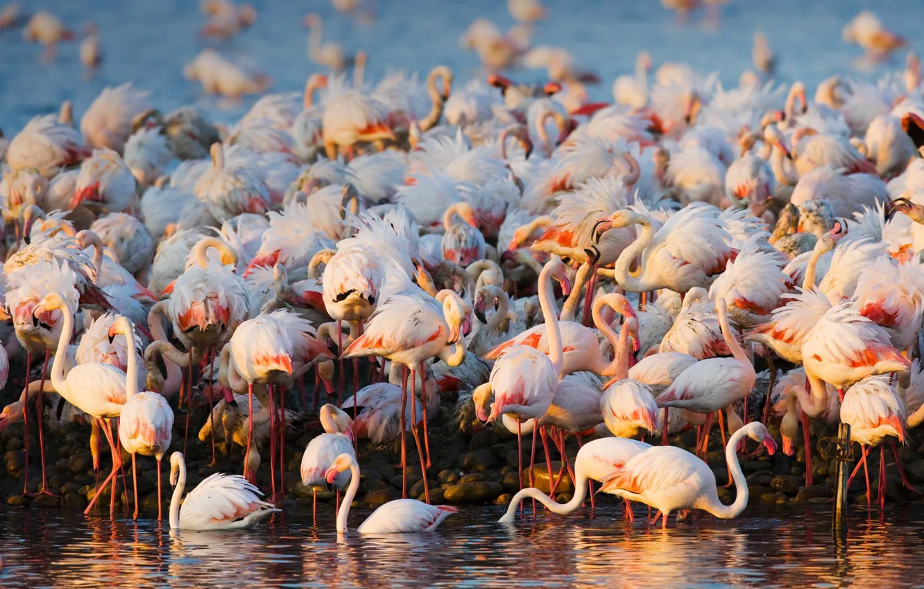 Photo wallpaper birds, pack, Flamingo