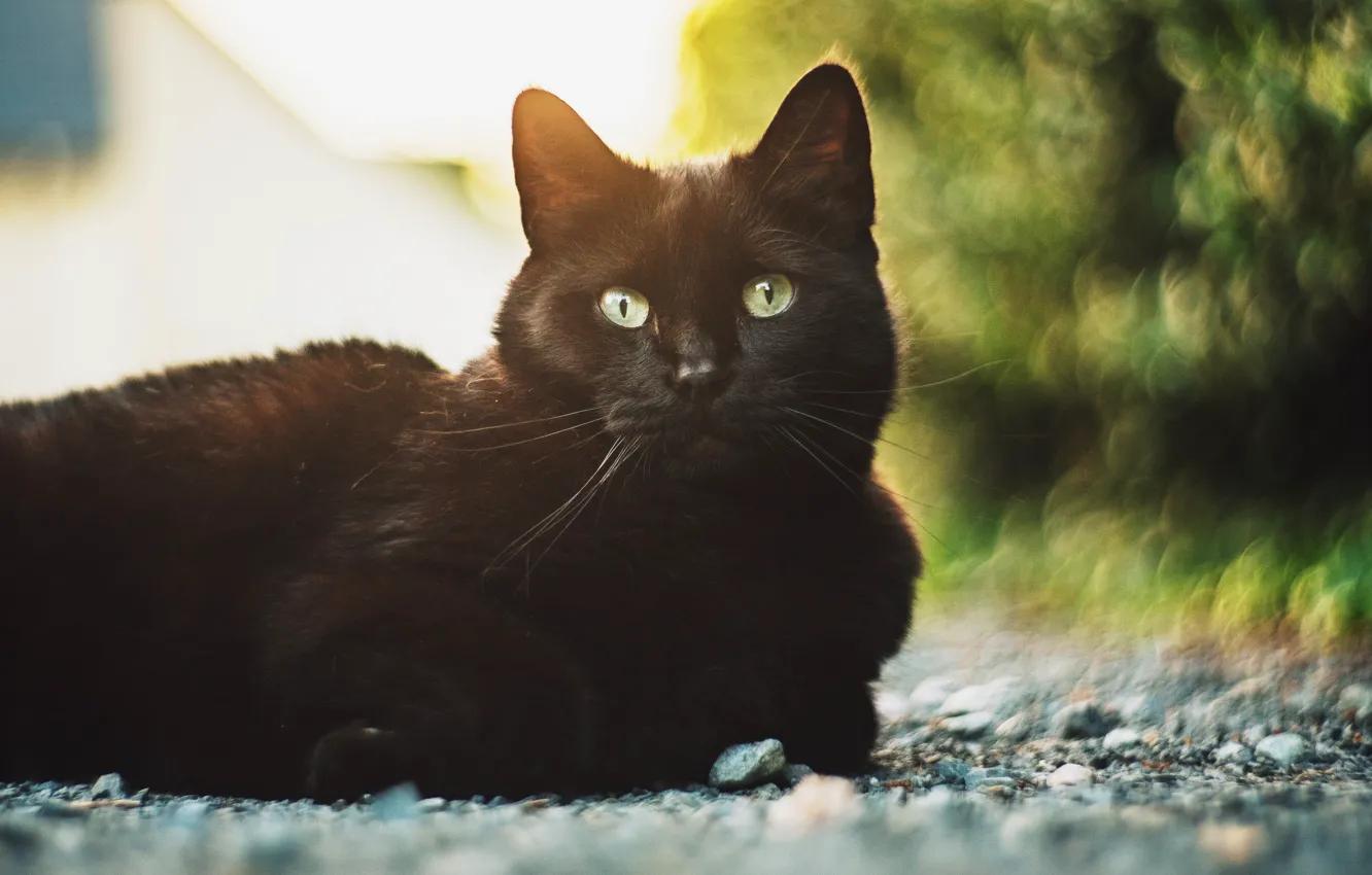 Photo wallpaper cat, cat, black, lies, bokeh, yellow eyes