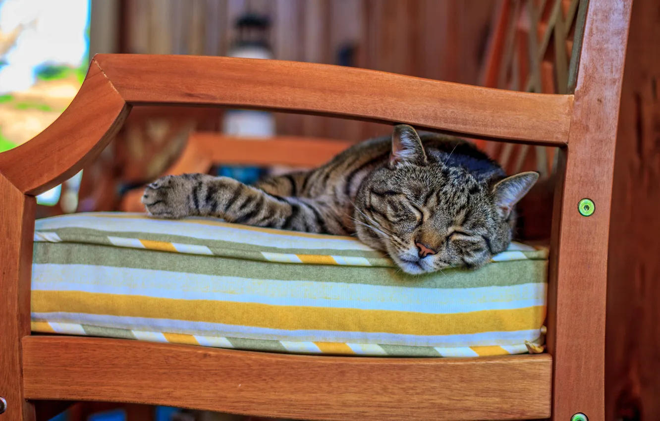 Photo wallpaper cat, sofa, animal, sleeping