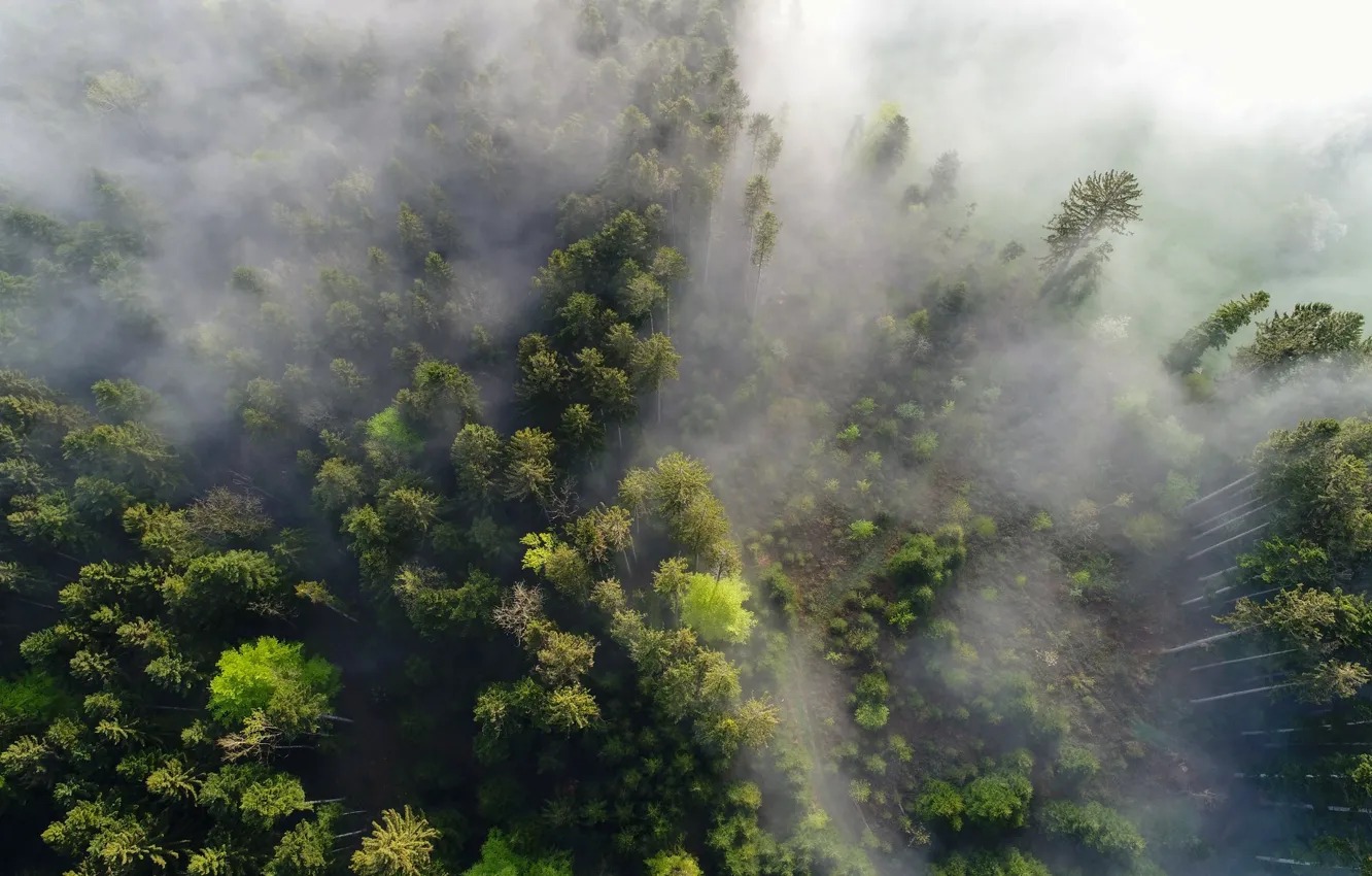 Photo wallpaper forest, fog, morning, the