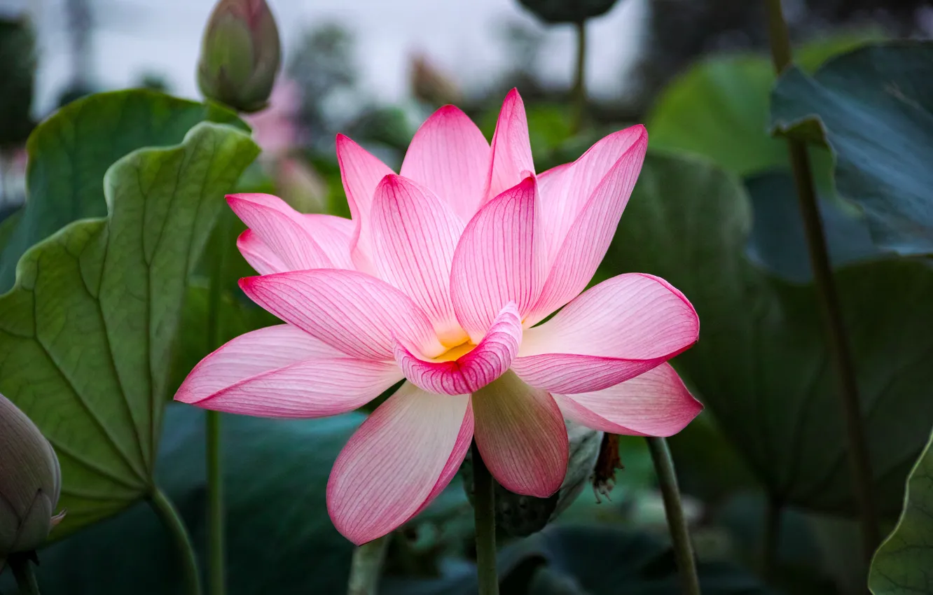 Photo wallpaper flowers, nature, petals, Lotus