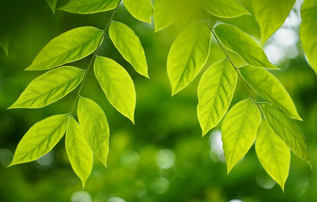 Photo wallpaper greens, leaves, macro, branches, plant