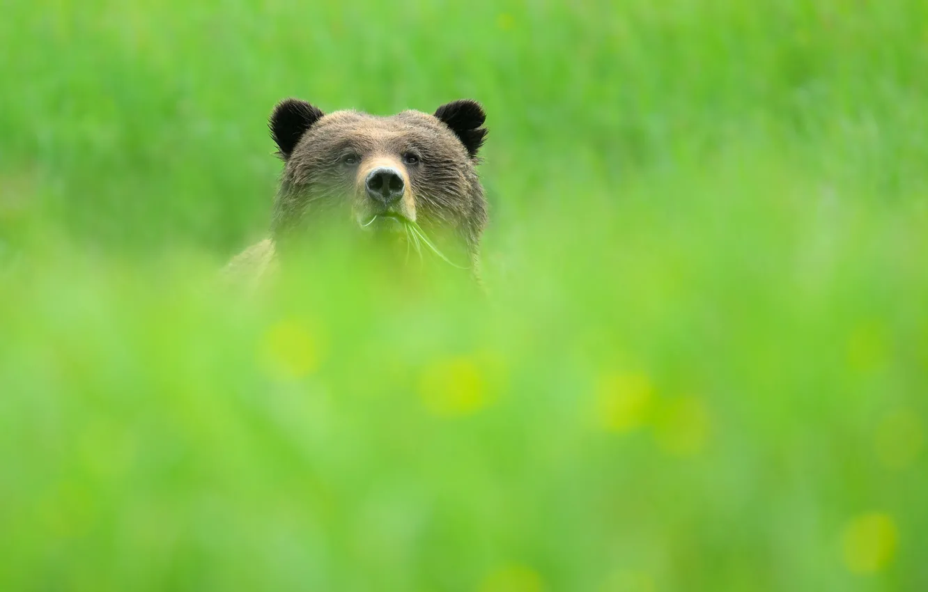 Photo wallpaper face, bear, green background, bokeh