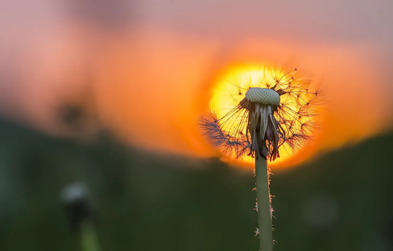 Photo wallpaper light, nature, dandelion