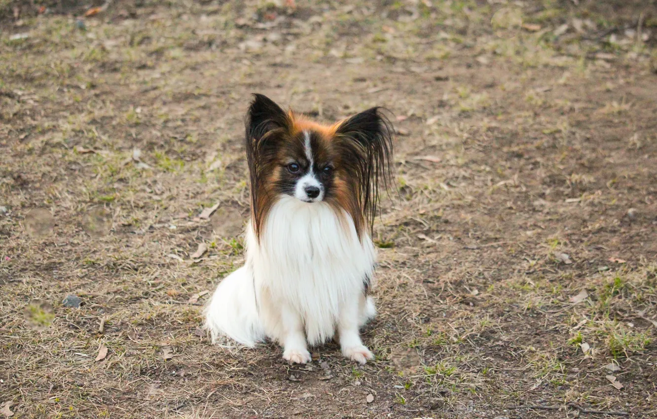 Photo wallpaper white, sweetheart, dog, Papillon, sable