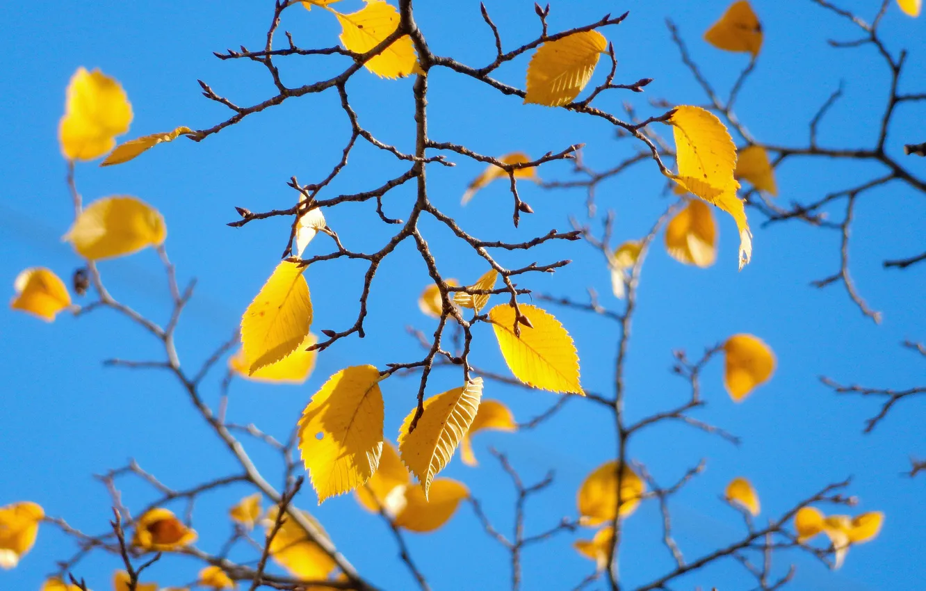 Photo wallpaper the sky, leaves, trees, nature, widescreen, Wallpaper, wallpaper, widescreen