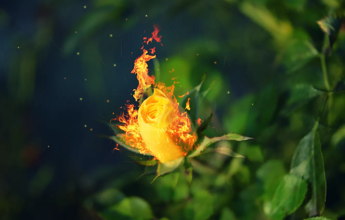 Photo wallpaper leaves, fire, rose, blur, fire, burns, roses