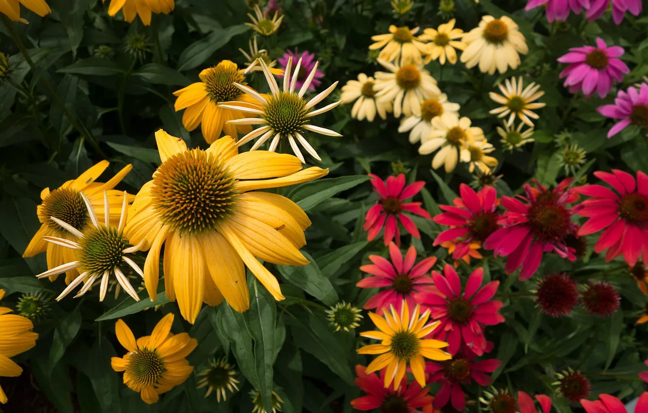 Photo wallpaper flowers, garden, flowers