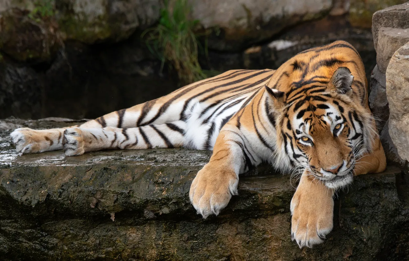 Photo wallpaper look, face, tiger, the dark background, stones, rocks, stay, paws
