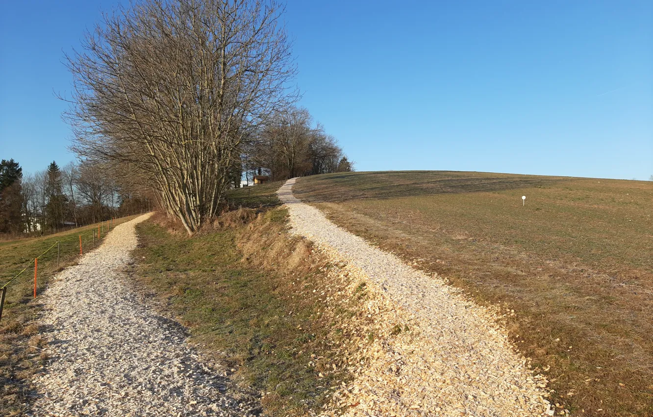 Photo wallpaper forest, landscape, winter, two, meadow, february, sunny, Ways