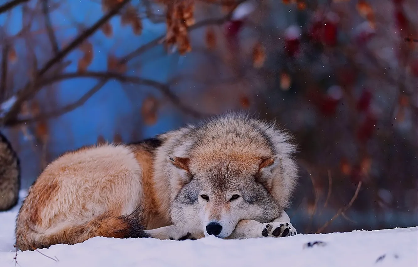 Photo wallpaper winter, forest, snow, animal, wolf