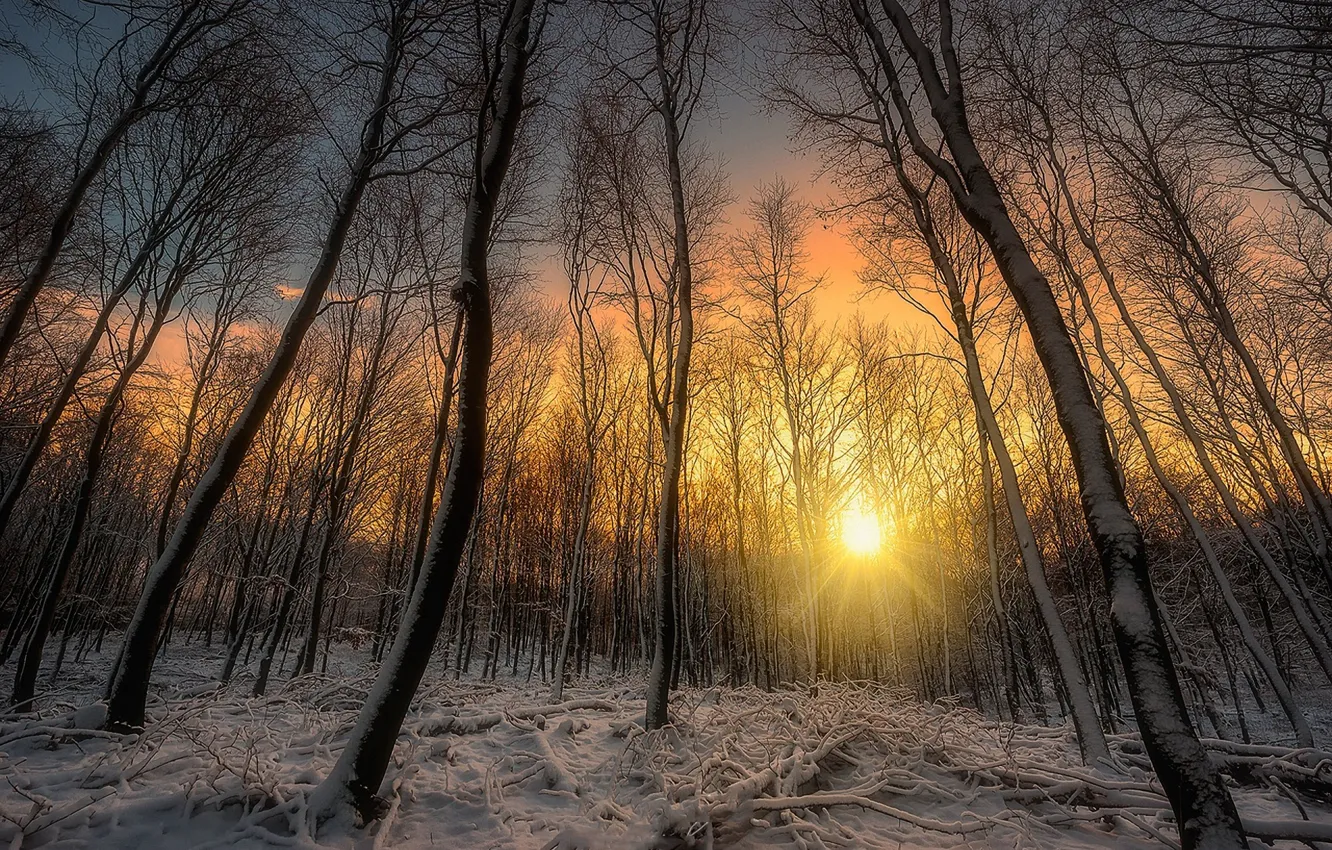 Photo wallpaper winter, forest, snow, trees, dawn