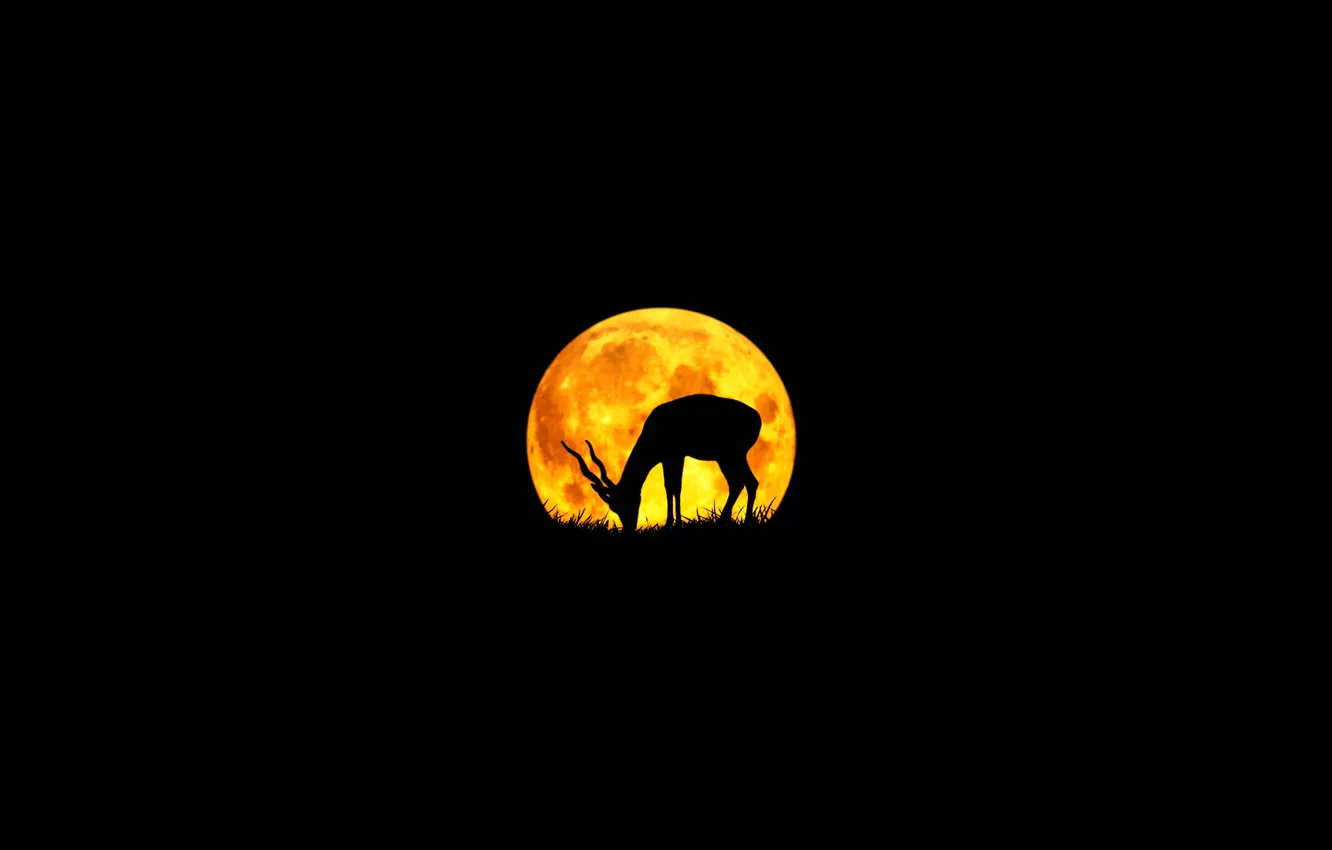 Photo wallpaper the moon, silhouette, antelope