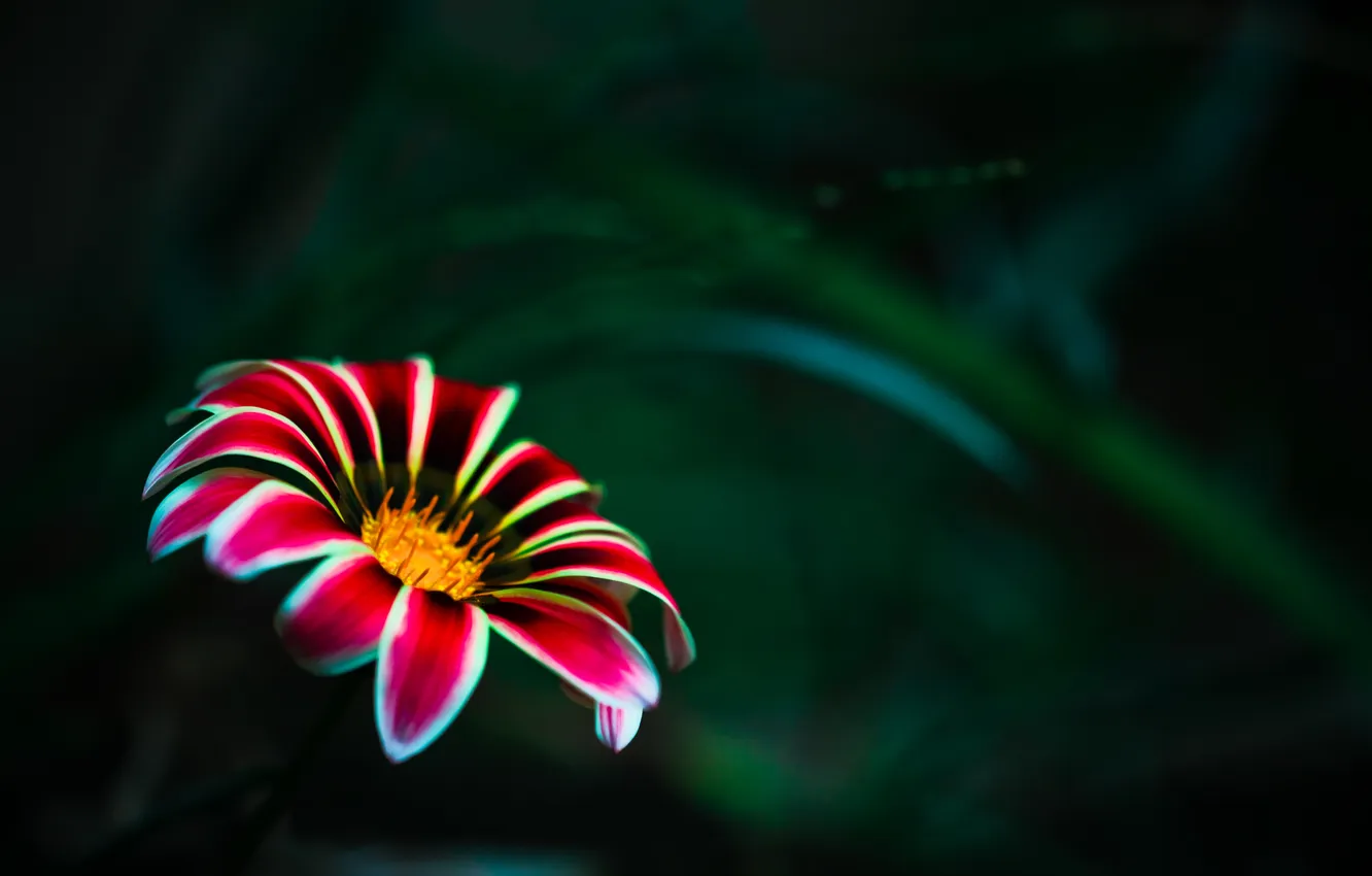 Photo wallpaper macro, flowers, one, middle