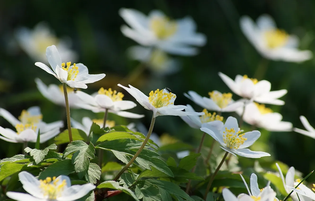 Photo wallpaper flowers, nature, spring