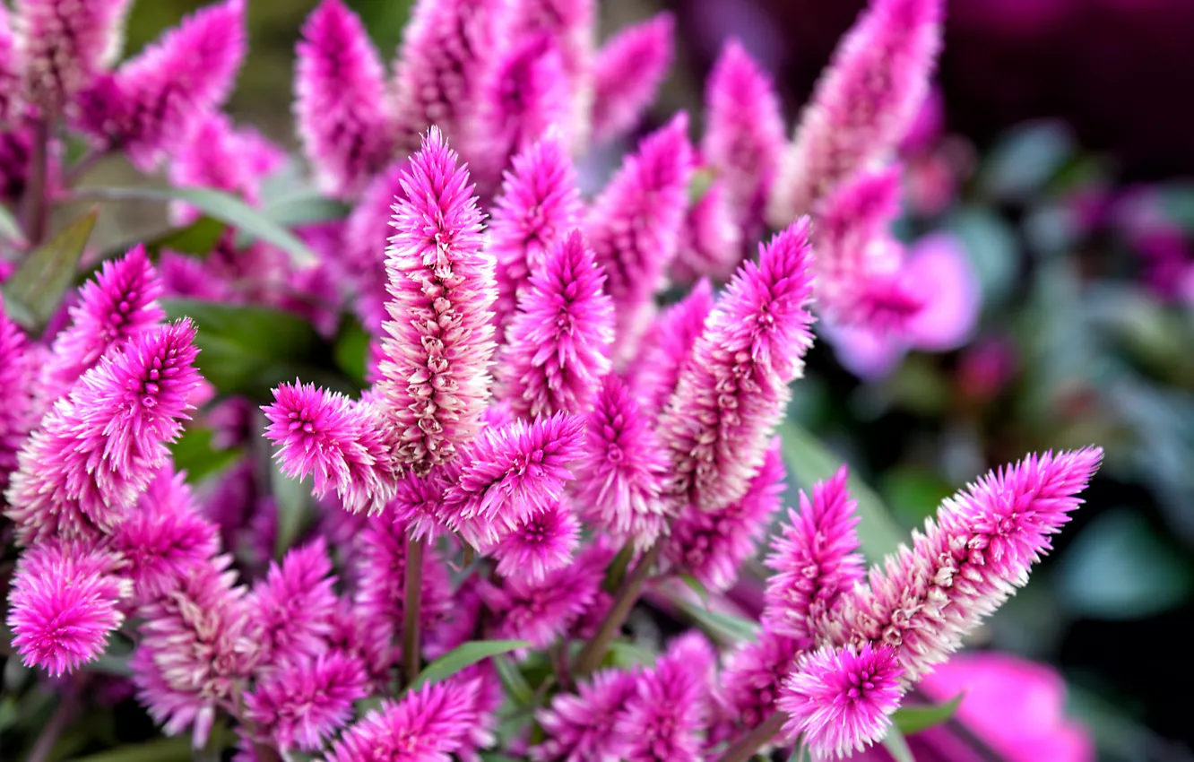 Photo wallpaper petals, garden, flowerbed, the bushes, inflorescence