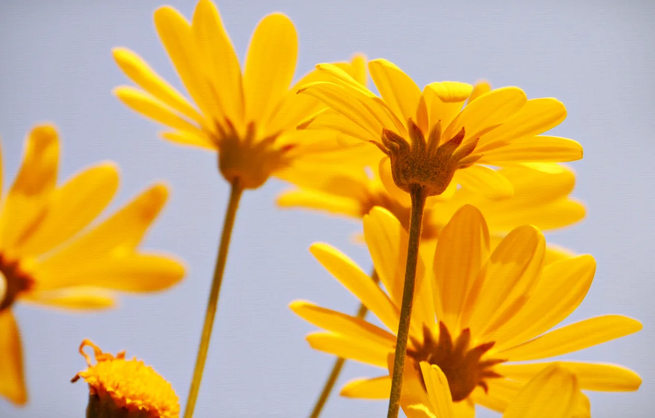 Photo wallpaper nature, texture, petals, stem, canvas