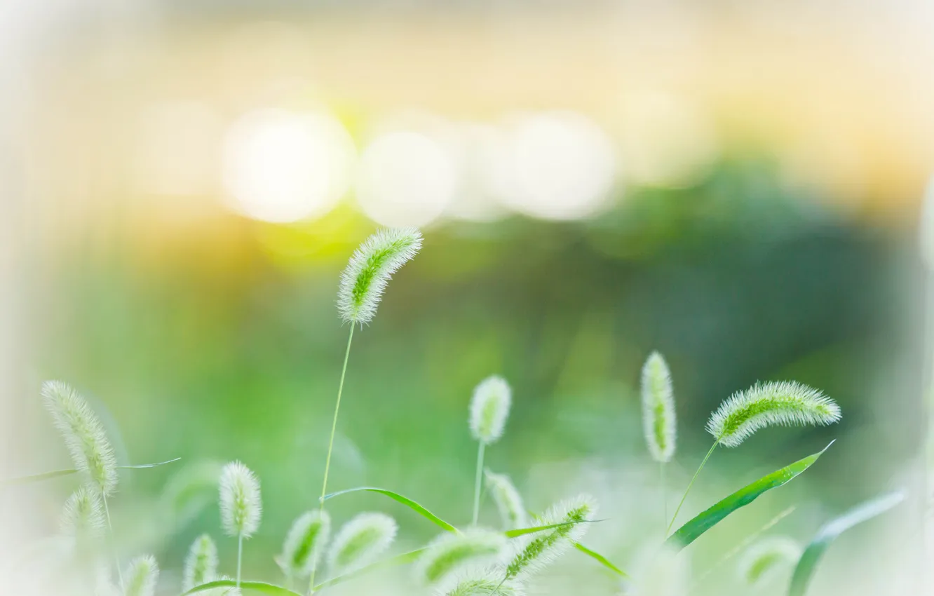Photo wallpaper summer, grass, glare, spikelets