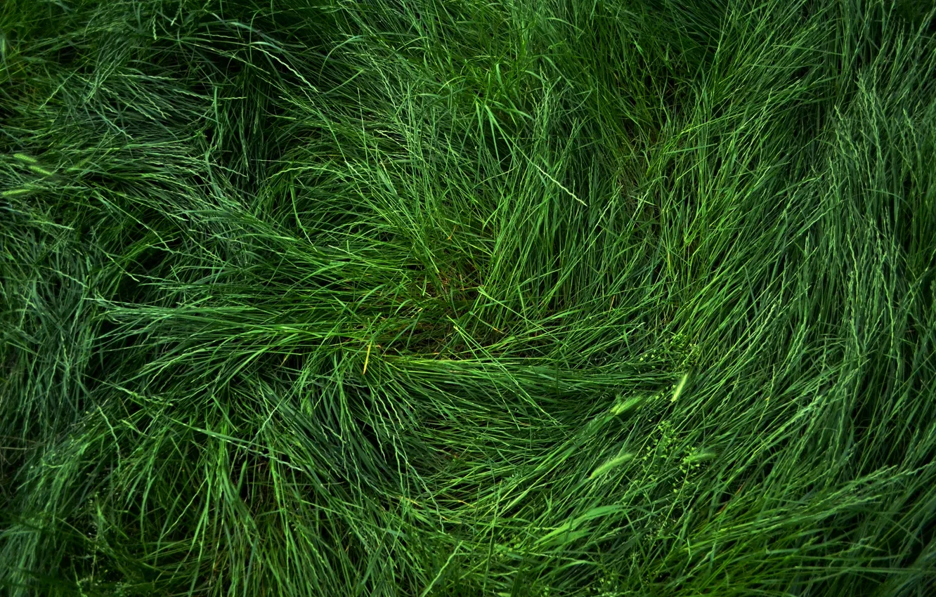 Photo wallpaper grass, spring, green