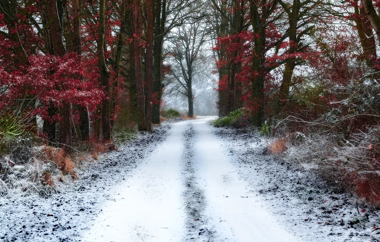 Photo wallpaper winter, frost, snow, trees, nature, track