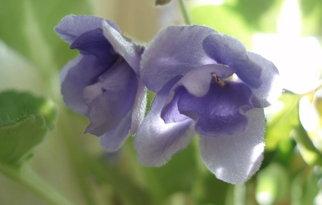 Photo wallpaper leaves, flowers, petals, violet