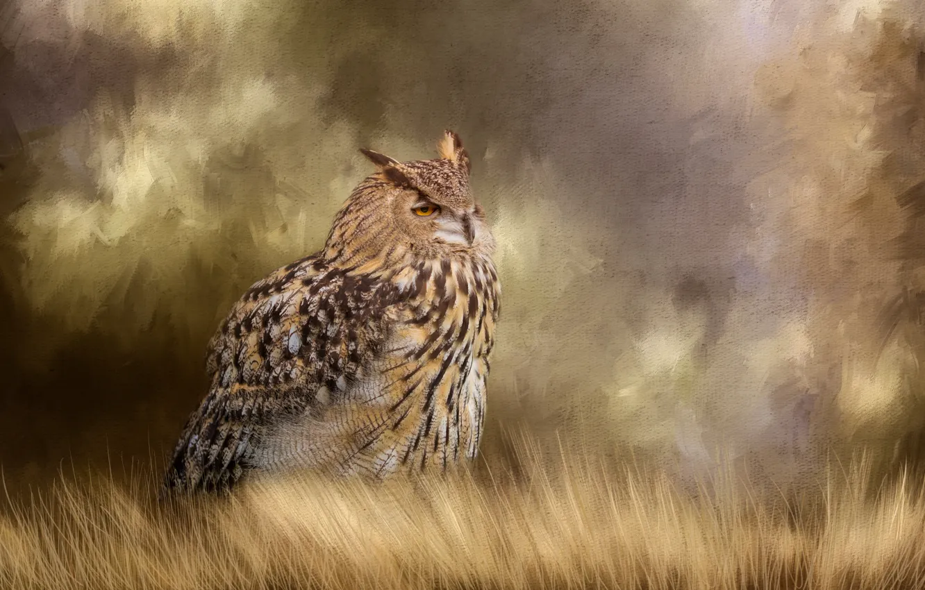 Photo wallpaper background, owl, bird, texture, Owl