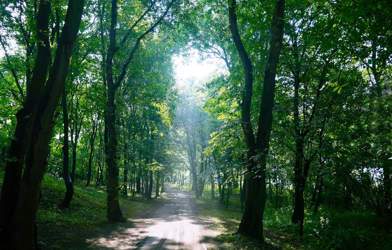Photo wallpaper forest, road, park, tree, sun, alley