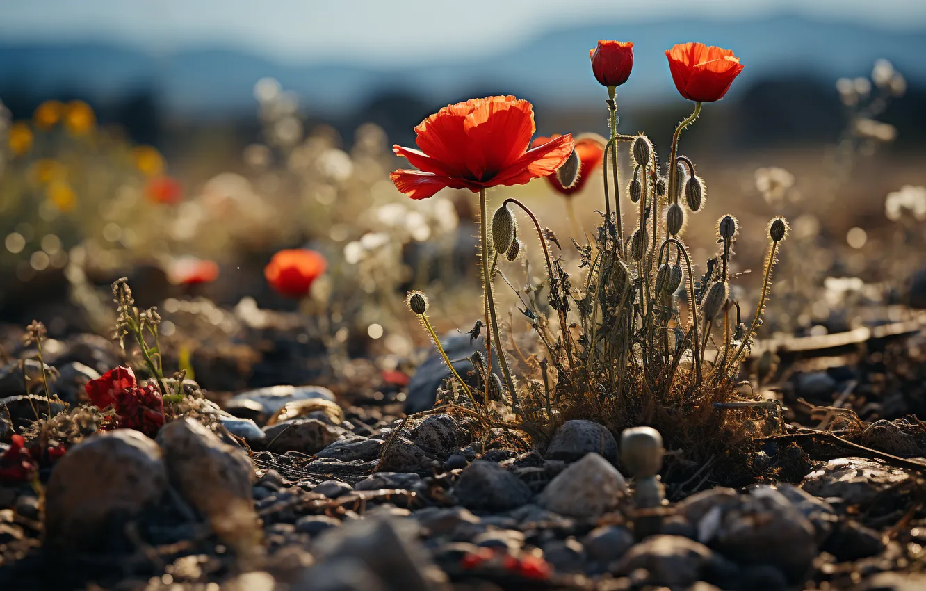 Photo wallpaper summer, flowers, red, stones, glade, Mac, Maki, buds