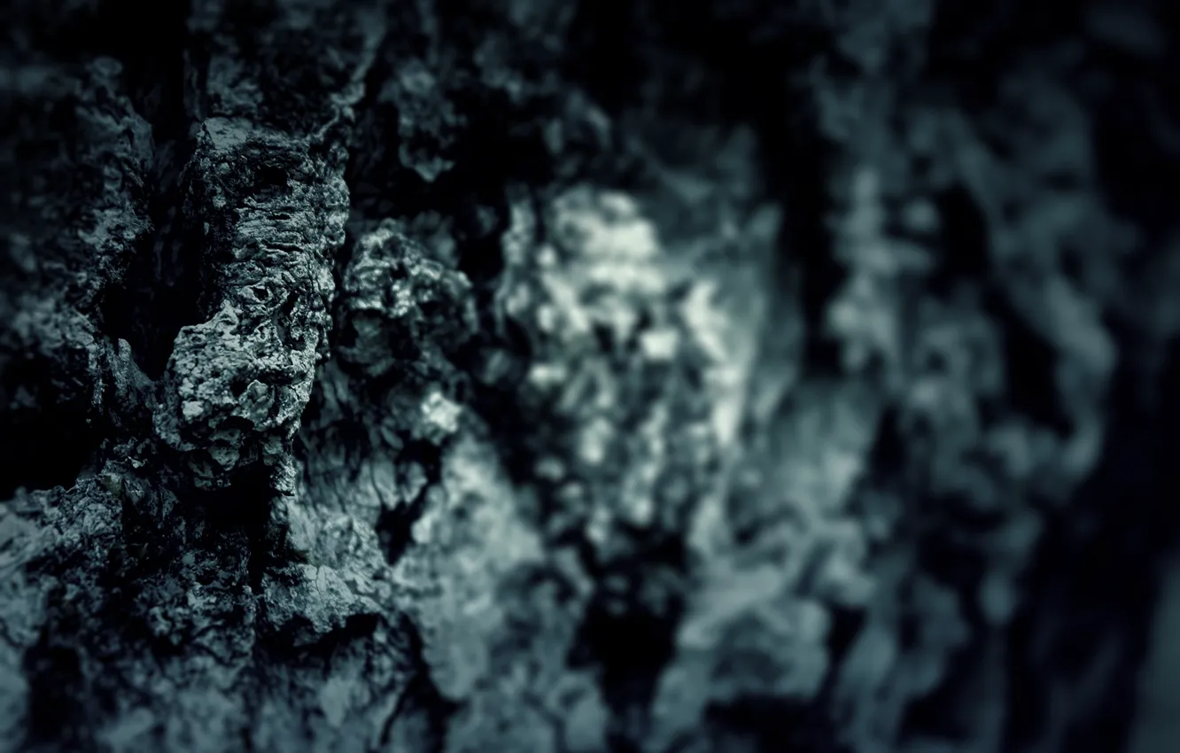 Photo wallpaper trees, tree, mood, focus, blur, texture, trunk, bark