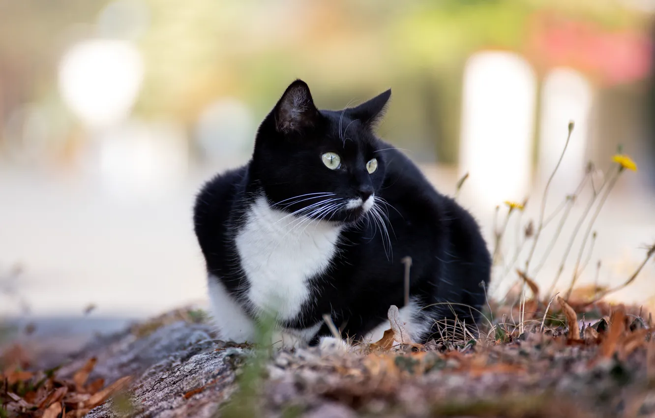 Photo wallpaper autumn, cat, cat, look, leaves, light, nature, pose