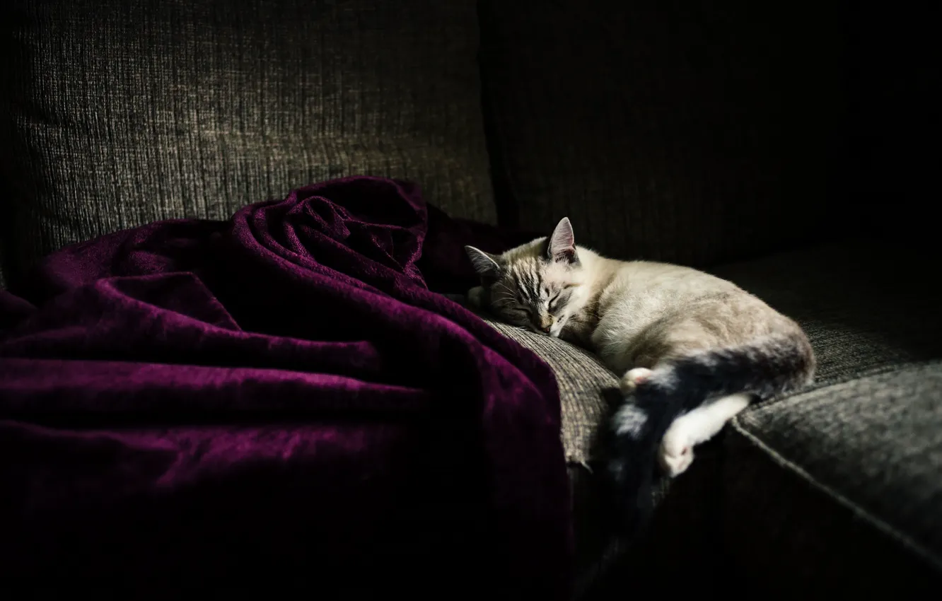 Photo wallpaper cat, sleeping, fabric, kitty