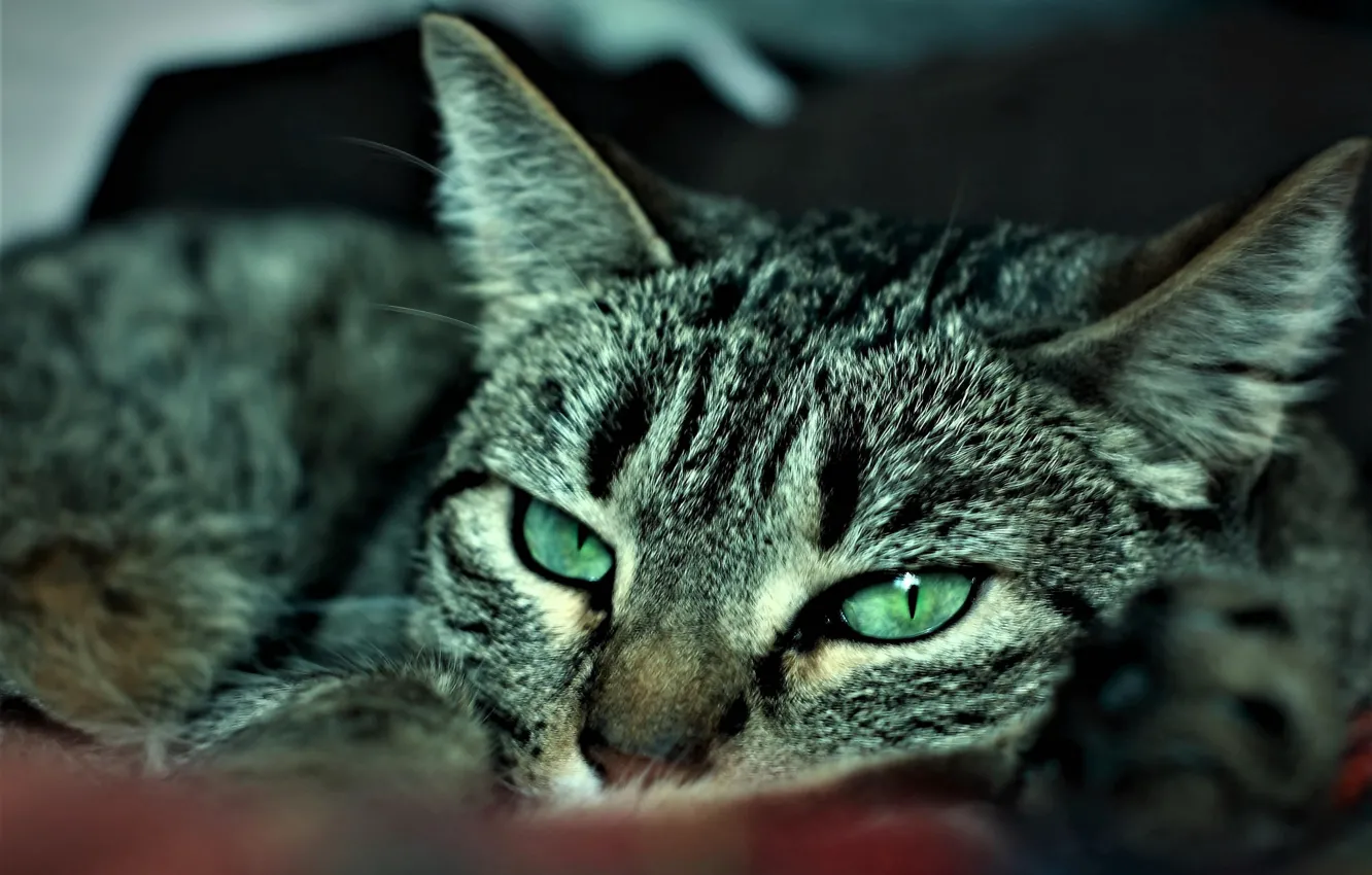 Photo wallpaper eyes, cat, striped