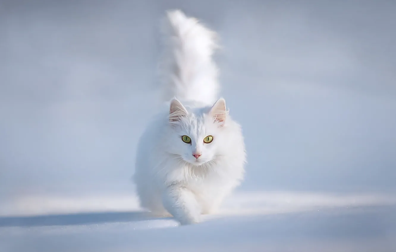 Photo wallpaper winter, cat, snow