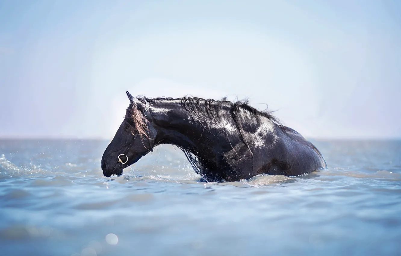 Photo wallpaper water, horse, horse, bathing, water treatment