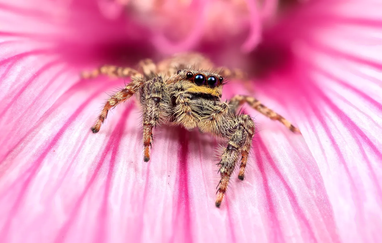 Photo wallpaper look, macro, flowers, pose, spider, pink, bokeh, jumper