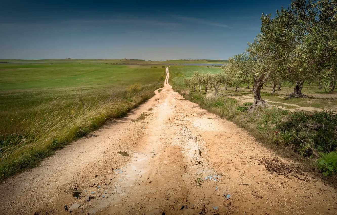 Photo wallpaper road, field, garden