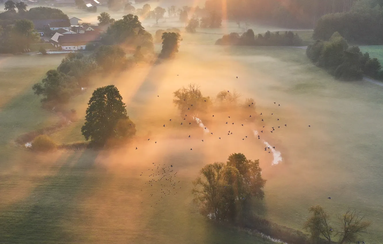Photo wallpaper field, birds, nature, fog, morning