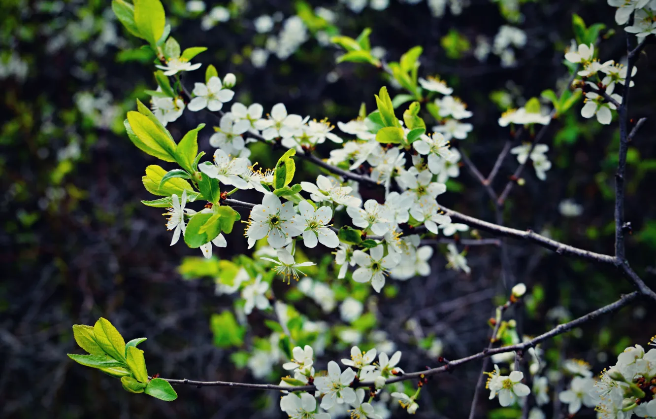 Photo wallpaper forest, the sky, the sun, trees, landscape, nature, tree, spruce