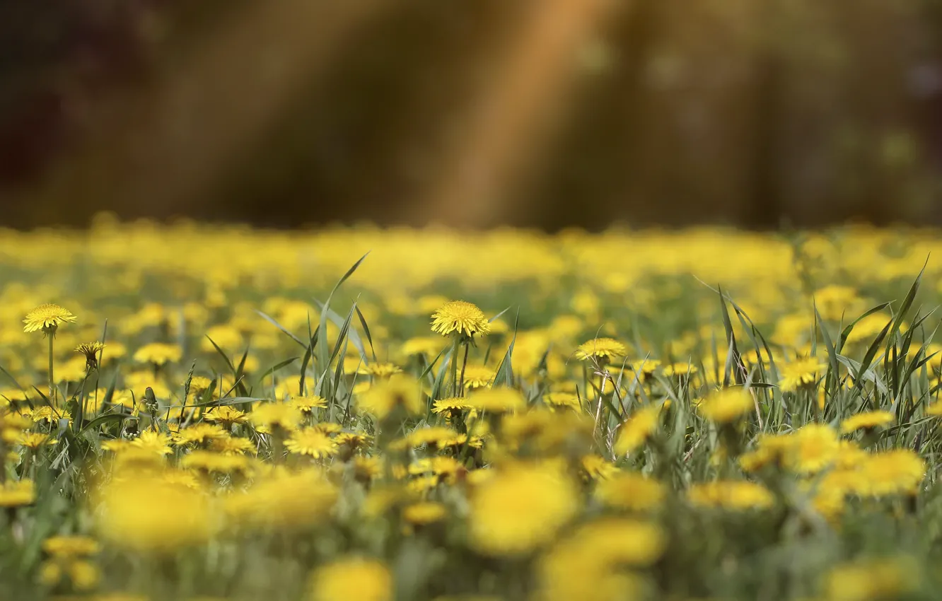 Photo wallpaper nature, glade, dandelions