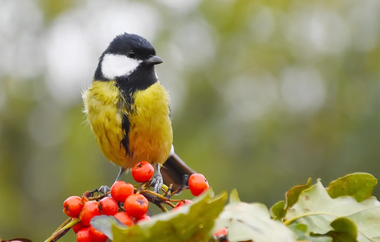 Photo wallpaper autumn, nature, bird, tit