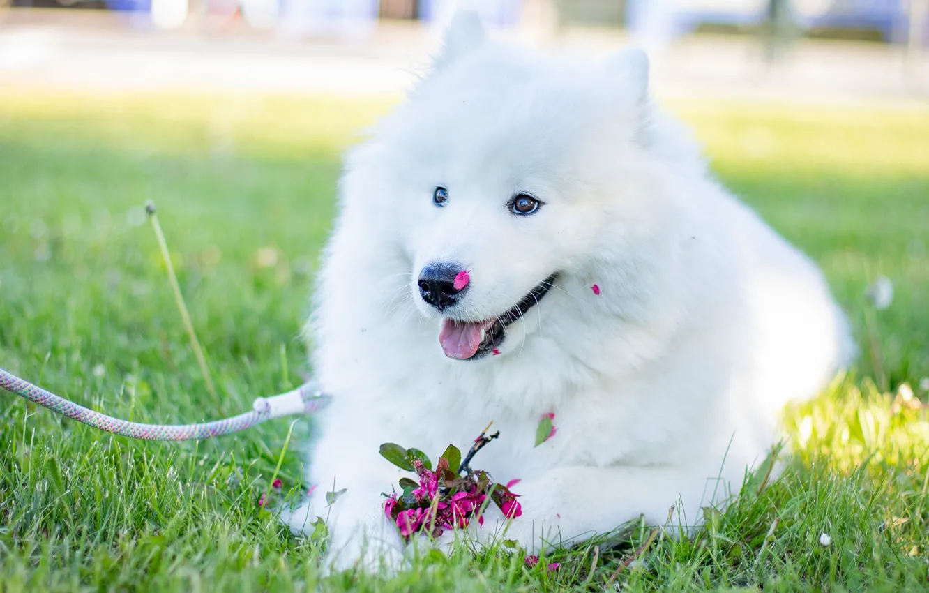 Photo wallpaper language, white, grass, light, flowers, branches, Park, glade