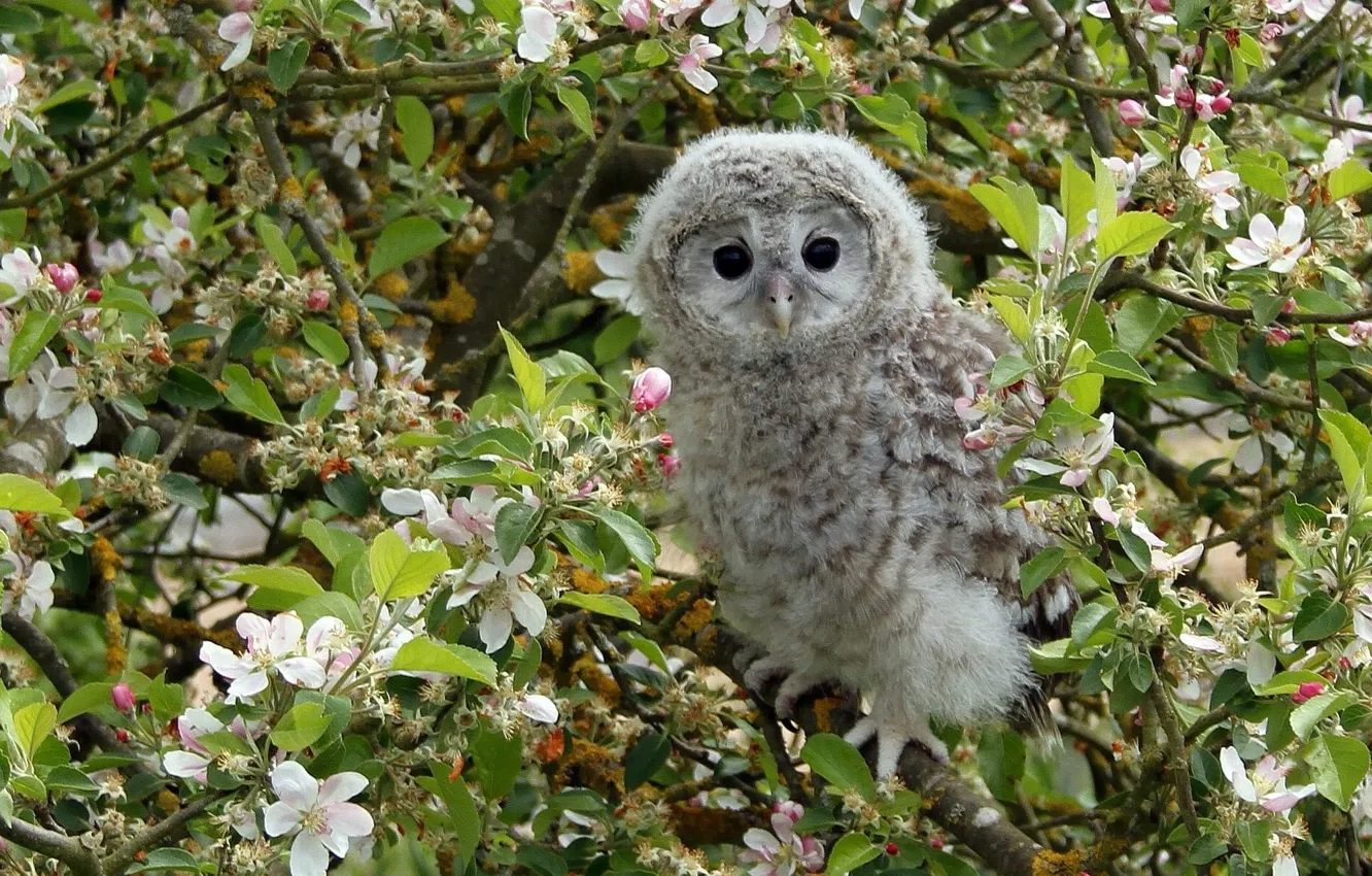 Photo wallpaper trees, flowers, branches, owl, bird, Apple, flowering, Chicks