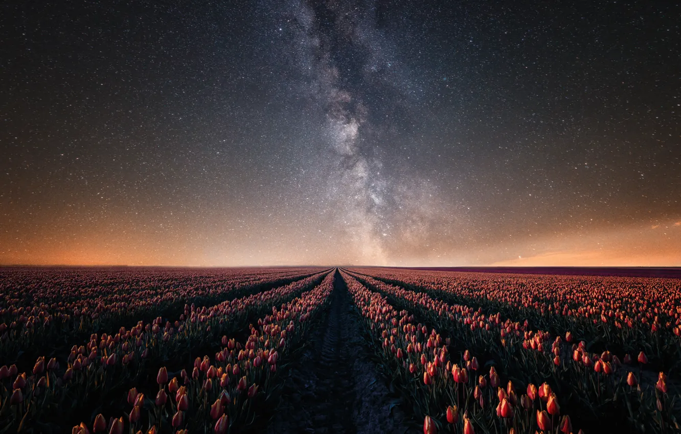 Photo wallpaper field, the sky, space, stars, light, flowers, night, dawn