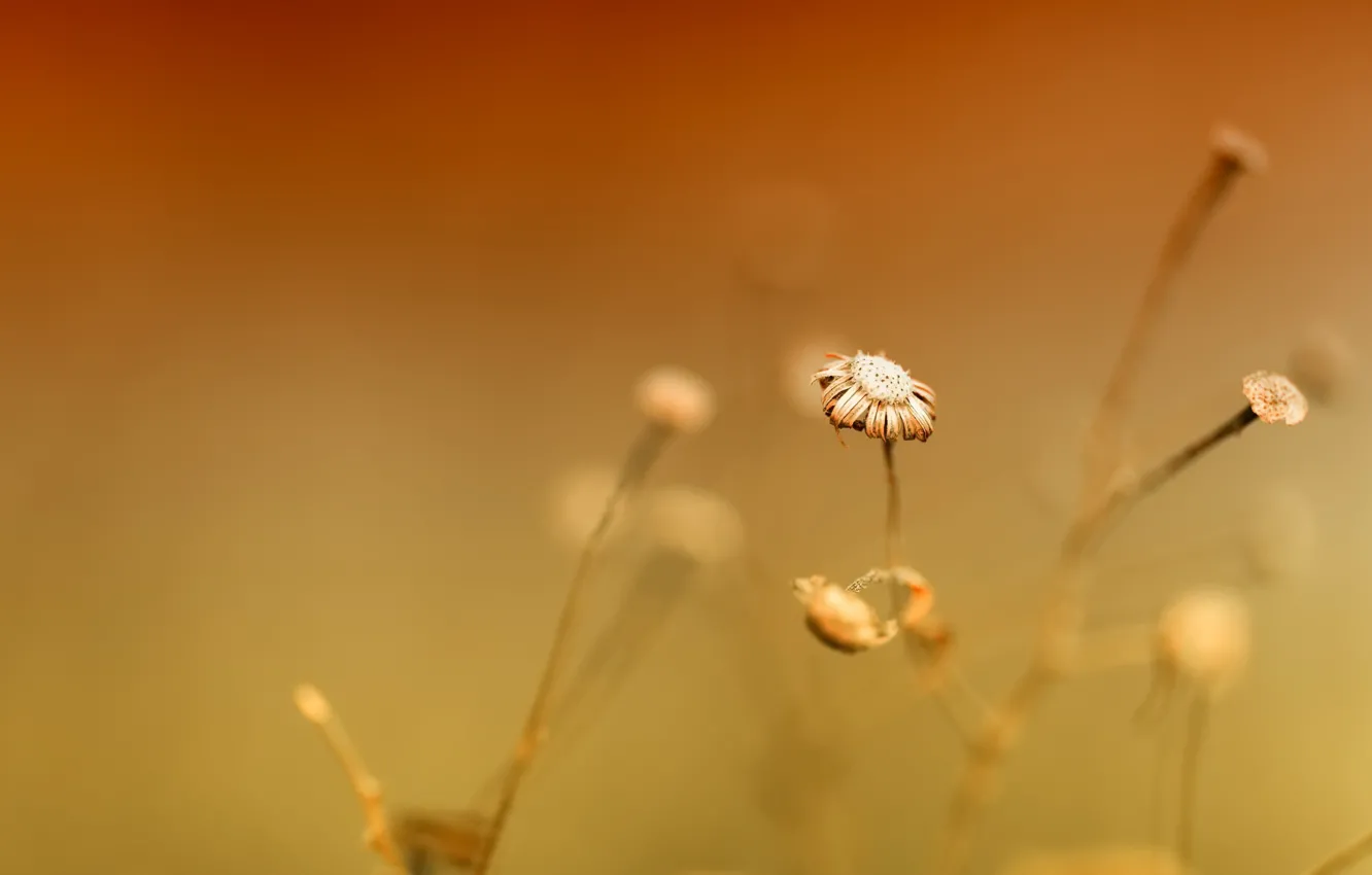 Photo wallpaper flowers, nature, background