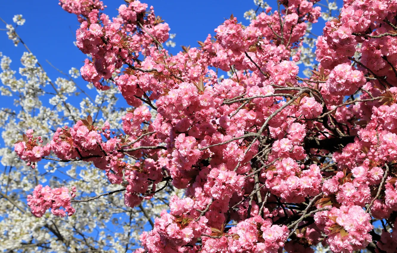 Photo wallpaper the sky, trees, flowers, branches, blue, spring, garden, pink