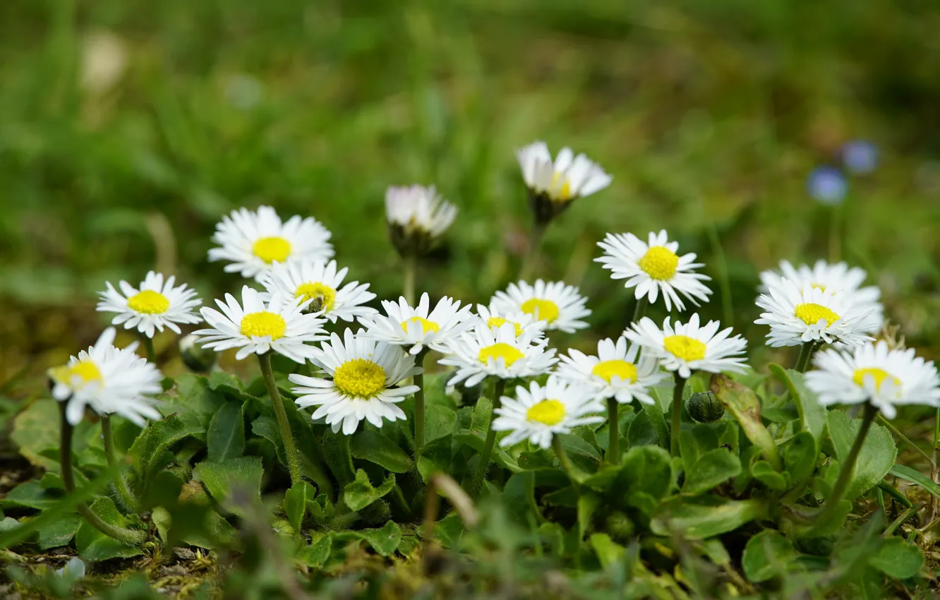 Photo wallpaper flowers, Daisy, white, glade, chamomile, grass, spring