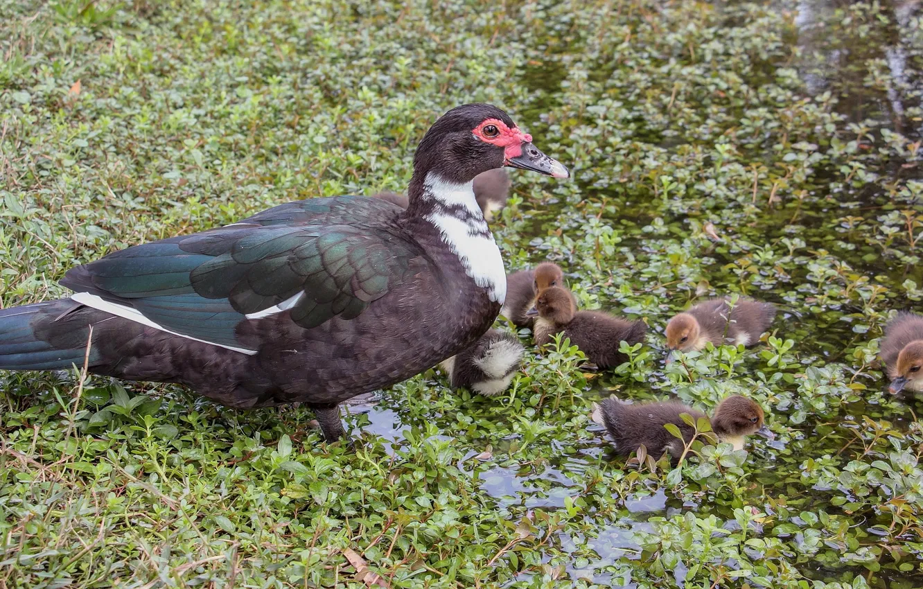 Photo wallpaper duck, family, duck
