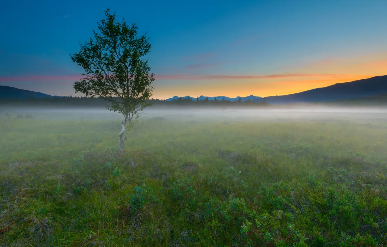 Photo wallpaper field, trees, landscape, nature, fog, morning